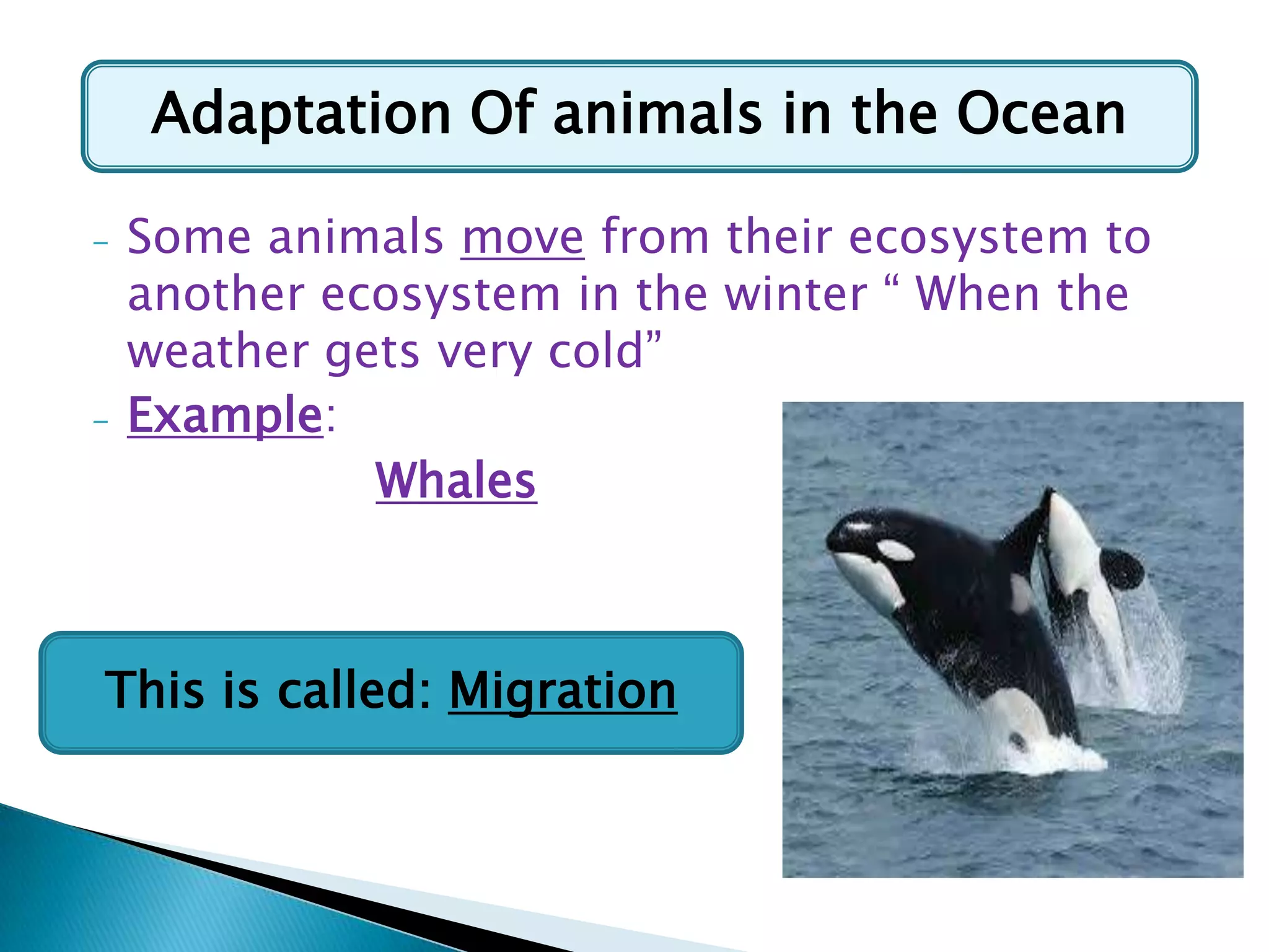 Adaptation Of animals in the Ocean
-

-

Some animals move from their ecosystem to
another ecosystem in the winter “ When the
weather gets very cold”
Example:
Whales

This is called: Migration

 