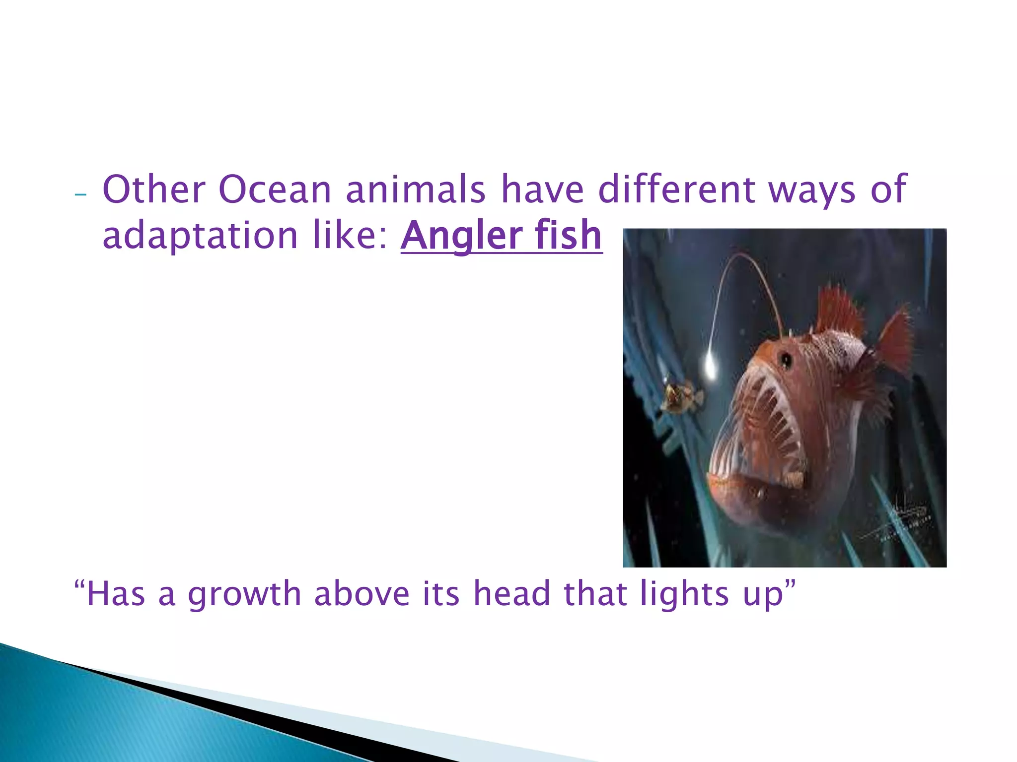 -

Other Ocean animals have different ways of
adaptation like: Angler fish

“Has a growth above its head that lights up”

 