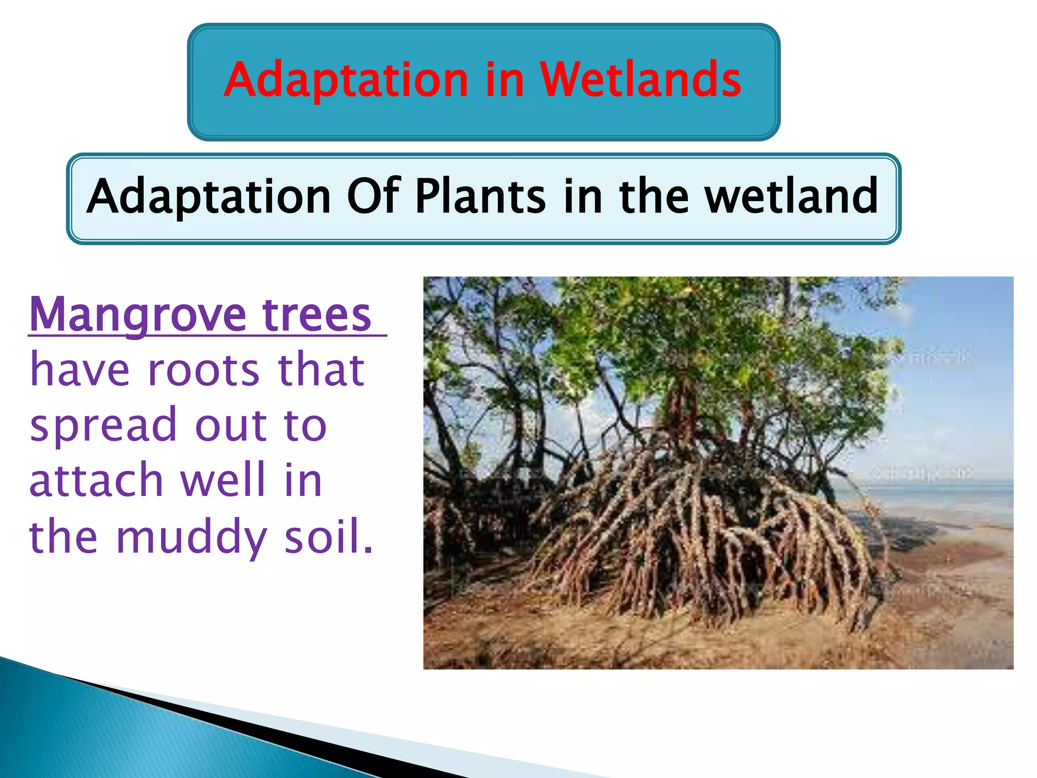 Adaptation in Wetlands
Adaptation Of Plants in the wetland
Mangrove trees
have roots that
spread out to
attach well in
the muddy soil.

 