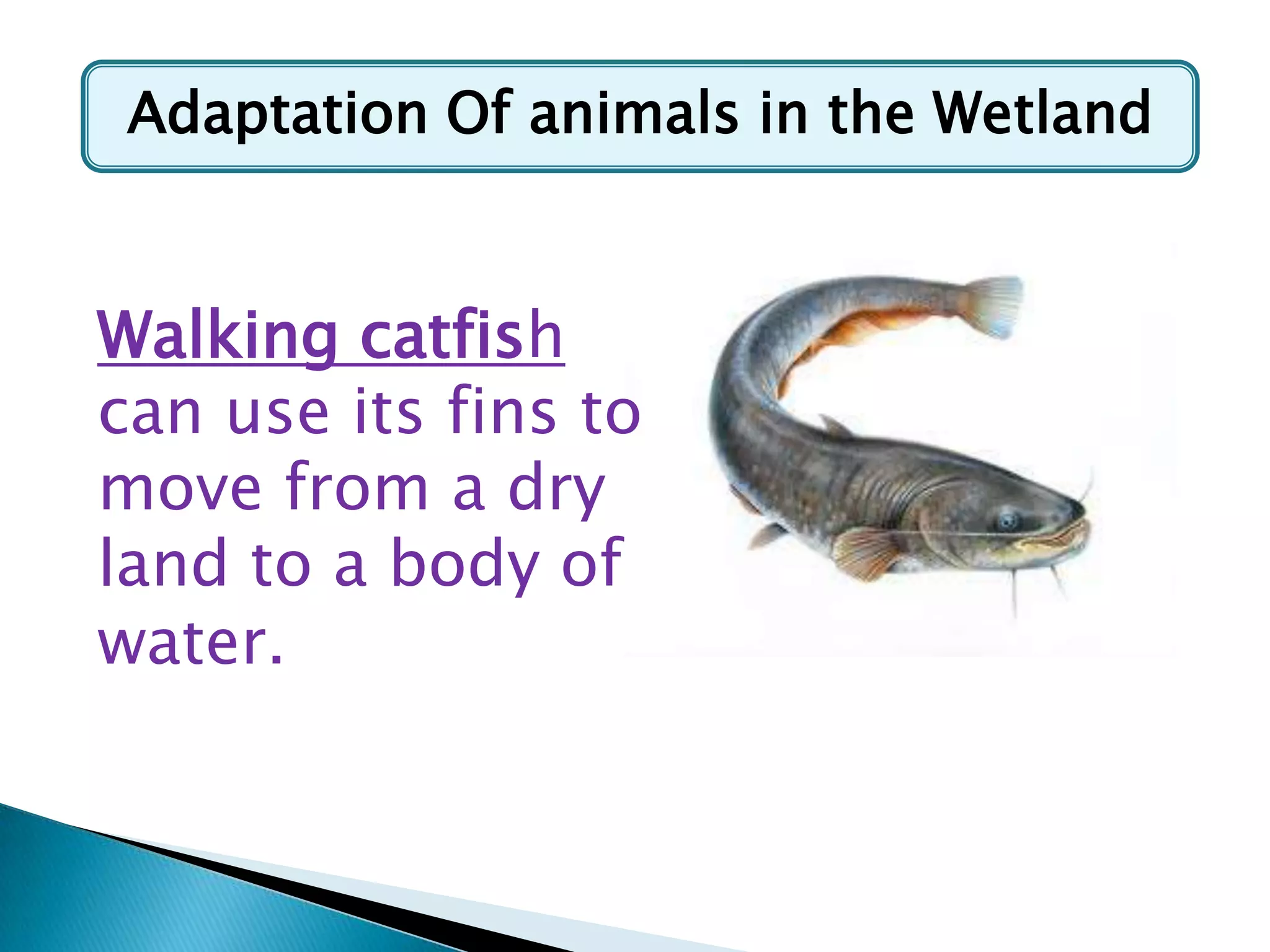Adaptation Of animals in the Wetland

Walking catfish
can use its fins to
move from a dry
land to a body of
water.

 