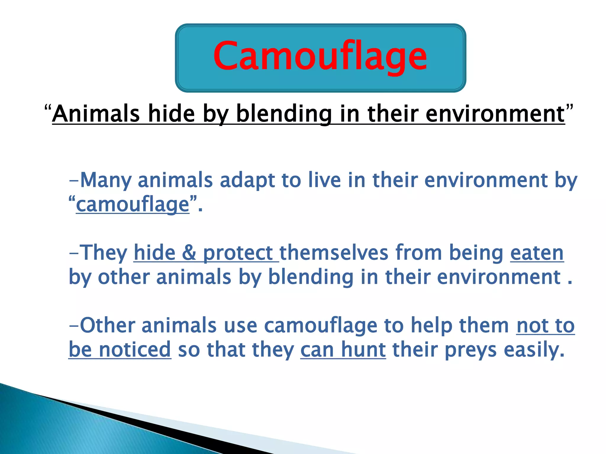 Camouflage
“Animals hide by blending in their environment”
-Many animals adapt to live in their environment by
“camouflage”.

-They hide & protect themselves from being eaten
by other animals by blending in their environment .
-Other animals use camouflage to help them not to
be noticed so that they can hunt their preys easily.

 