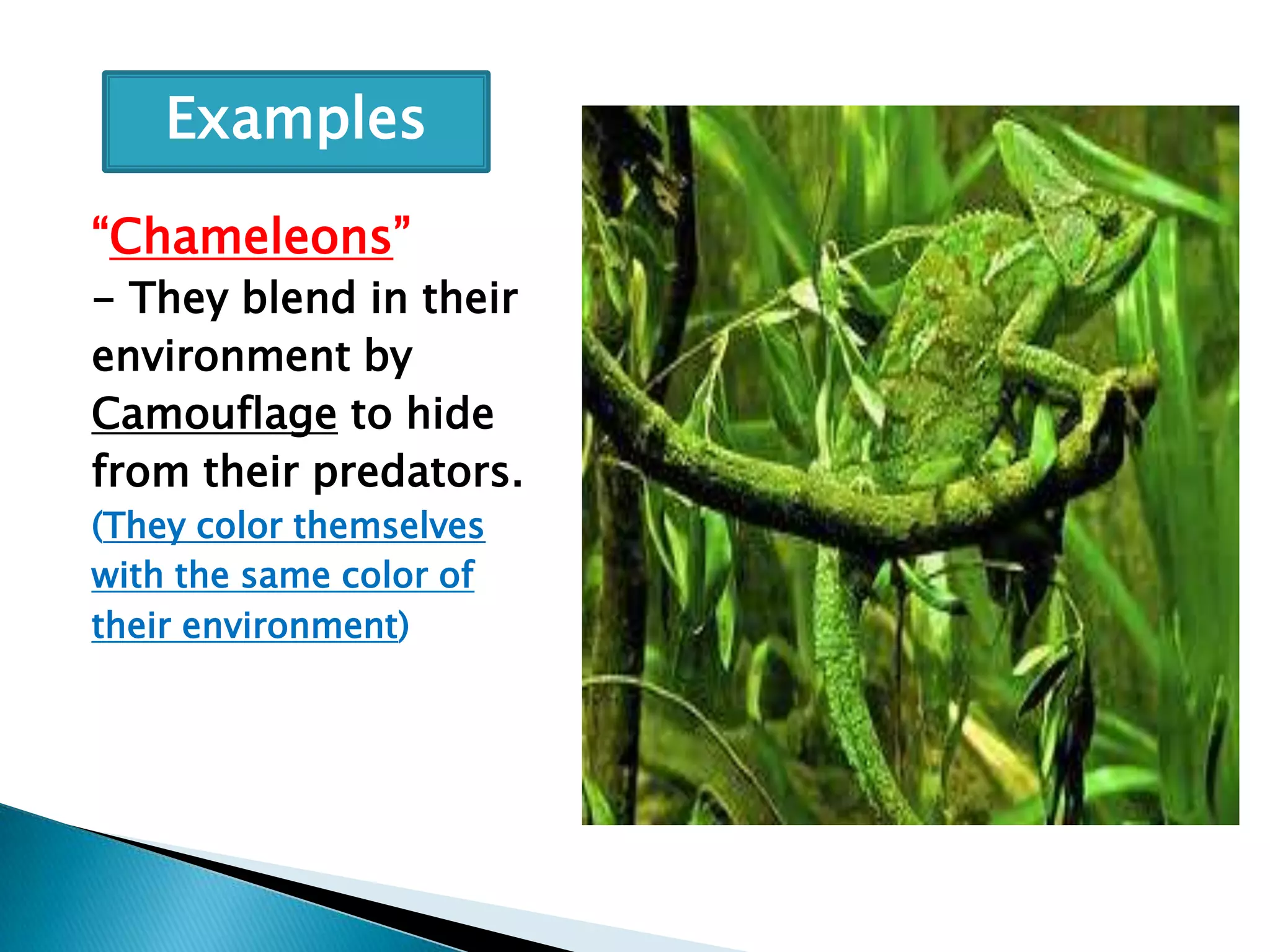 Examples
“Chameleons”
- They blend in their
environment by
Camouflage to hide
from their predators.
(They color themselves
with the same color of
their environment)

 