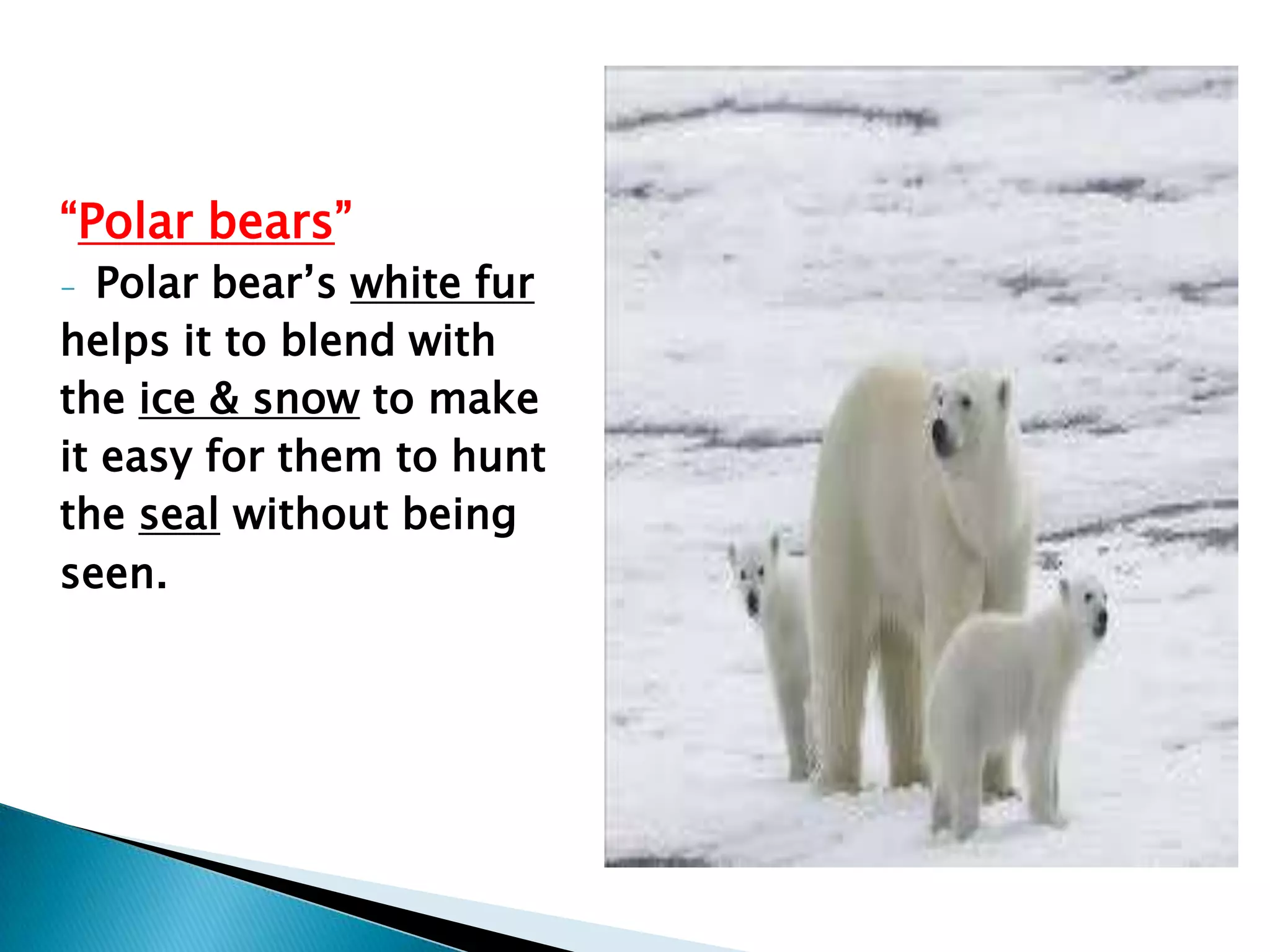 “Polar bears”
Polar bear‟s white fur
helps it to blend with
the ice & snow to make
it easy for them to hunt
the seal without being
seen.
-

 