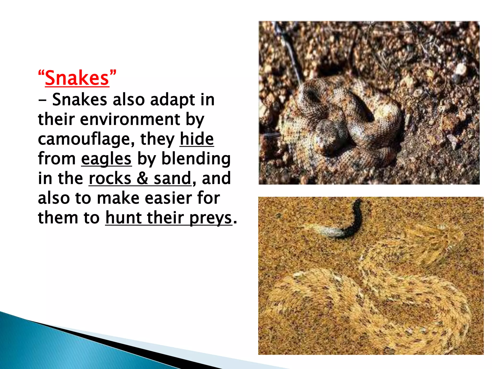 “Snakes”

- Snakes also adapt in
their environment by
camouflage, they hide
from eagles by blending
in the rocks & sand, and
also to make easier for
them to hunt their preys.

 