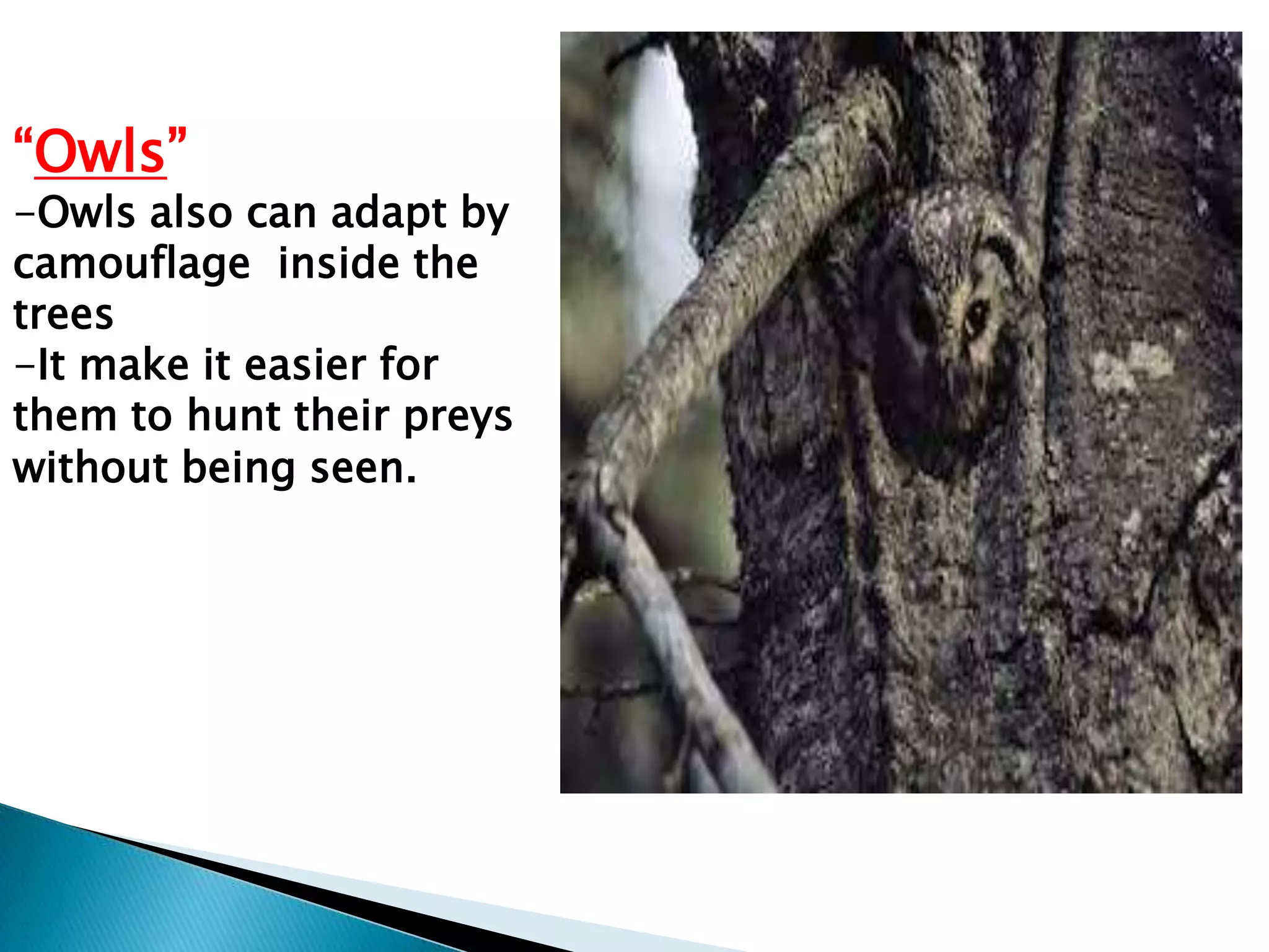 “Owls”

-Owls also can adapt by
camouflage inside the
trees
-It make it easier for
them to hunt their preys
without being seen.

 