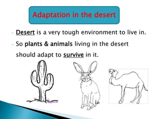 Adaptation in the desert
-

Desert is a very tough environment to live in.

-

So plants & animals living in the desert
should adapt to survive in it.

 