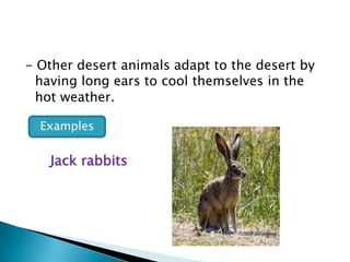 - Other desert animals adapt to the desert by
having long ears to cool themselves in the
hot weather.
Examples

Jack rabbits

 