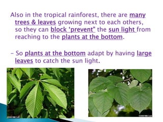 Also in the tropical rainforest, there are many
trees & leaves growing next to each others,
so they can block „prevent” the sun light from
reaching to the plants at the bottom.
- So plants at the bottom adapt by having large
leaves to catch the sun light.

 