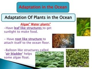 Adaptation in the Ocean
Adaptation Of Plants in the Ocean
Algae” Water plants”
-Have leaf like structures to get
sunlight to make food.
- Have root like structure to
attach itself to the ocean floor.
-Balloon like structures called
„air bladder‟ helps
some algae float.

 