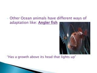 -

Other Ocean animals have different ways of
adaptation like: Angler fish

“Has a growth above its head that lights up”

 