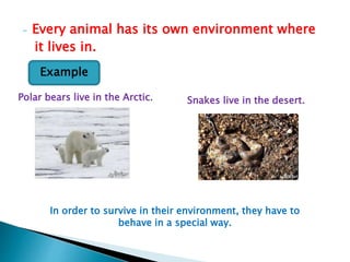 - Every animal has its own environment where
it lives in.
Example
Polar bears live in the Arctic. Snakes live in the desert.
In order to survive in their environment, they have to
behave in a special way.
 