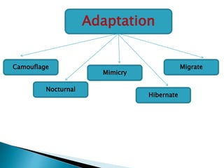 Adaptation
Camouflage
Mimicry
Nocturnal
Hibernate
Migrate
 