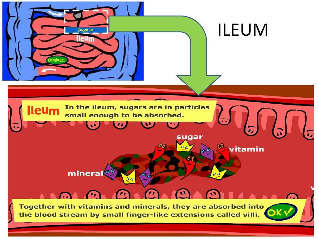 How do apple being digested in human body