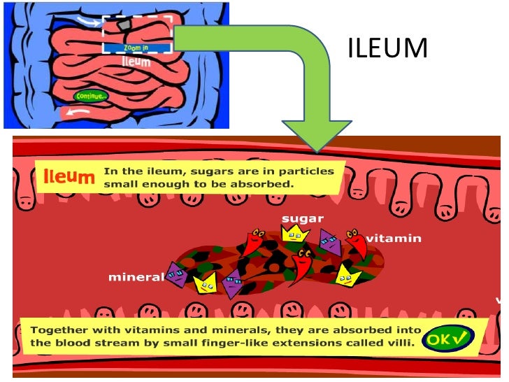 How do apple being digested in human body