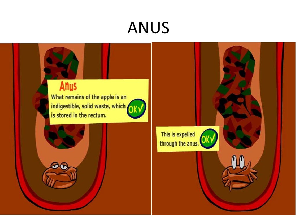 How do apple being digested in human body