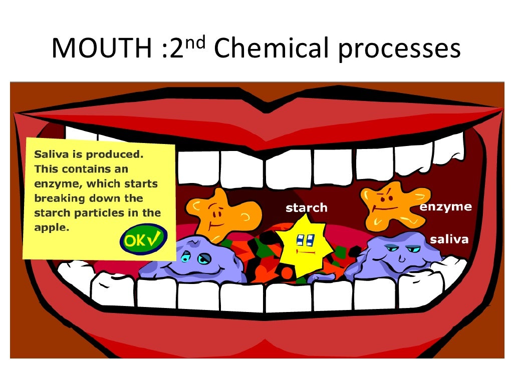 How do apple being digested in human body