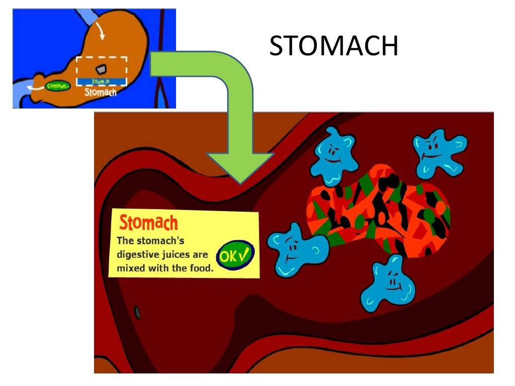 How do apple being digested in human body