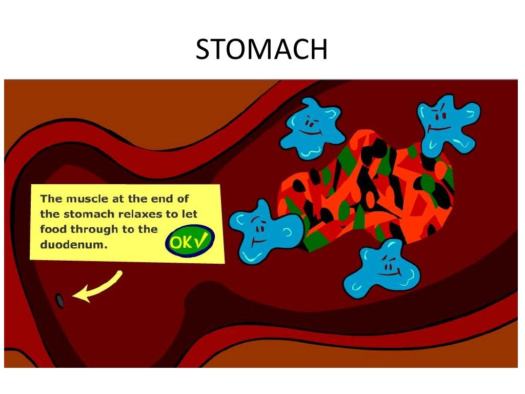 How do apple being digested in human body