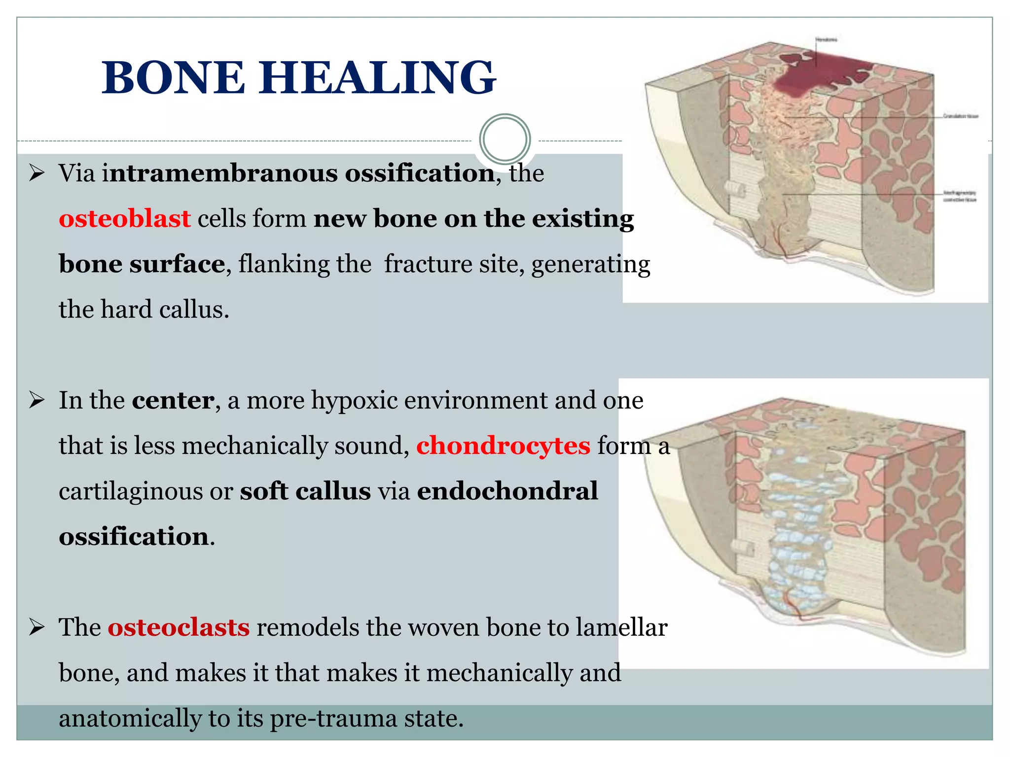 BONE HEALING
 Via intramembranous ossification, the
osteoblast cells form new bone on the existing
bone surface, flanking the fracture site, generating
the hard callus.
 In the center, a more hypoxic environment and one
that is less mechanically sound, chondrocytes form a
cartilaginous or soft callus via endochondral
ossification.
 The osteoclasts remodels the woven bone to lamellar
bone, and makes it that makes it mechanically and
anatomically to its pre-trauma state.
 
