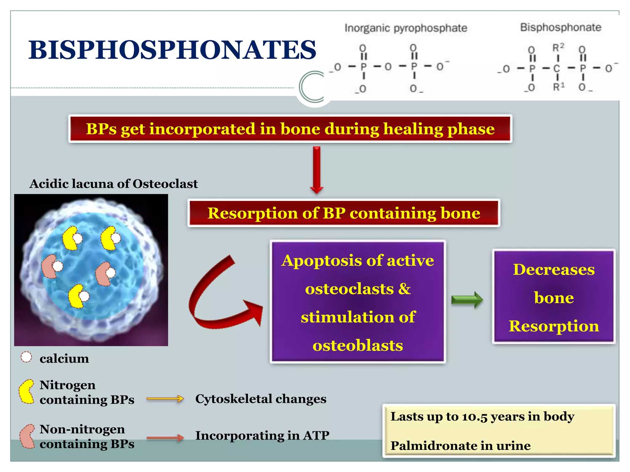 BISPHOSPHONATES
BPs get incorporated in bone during healing phase
Resorption of BP containing bone
Lasts up to 10.5 years in body
Palmidronate in urine
Acidic lacuna of Osteoclast
Nitrogen
containing BPs
calcium
Non-nitrogen
containing BPs
Cytoskeletal changes
Incorporating in ATP
Decreases
bone
Resorption
Apoptosis of active
osteoclasts &
stimulation of
osteoblasts
 