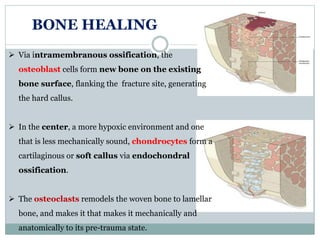 BONE HEALING
 Via intramembranous ossification, the
osteoblast cells form new bone on the existing
bone surface, flanking the fracture site, generating
the hard callus.
 In the center, a more hypoxic environment and one
that is less mechanically sound, chondrocytes form a
cartilaginous or soft callus via endochondral
ossification.
 The osteoclasts remodels the woven bone to lamellar
bone, and makes it that makes it mechanically and
anatomically to its pre-trauma state.
 