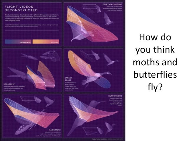 How do butterflies flap their wings presentation