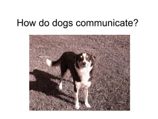 How do dogs communicate?
 