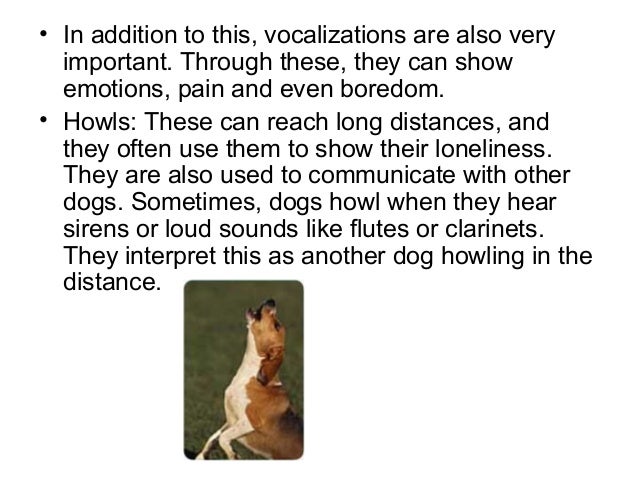 how do dogs communicate how do dogs communicate how do dogs communicate how do dogs communicate