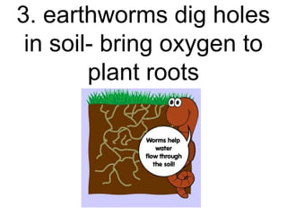3. earthworms dig holes
in soil- bring oxygen to
plant roots