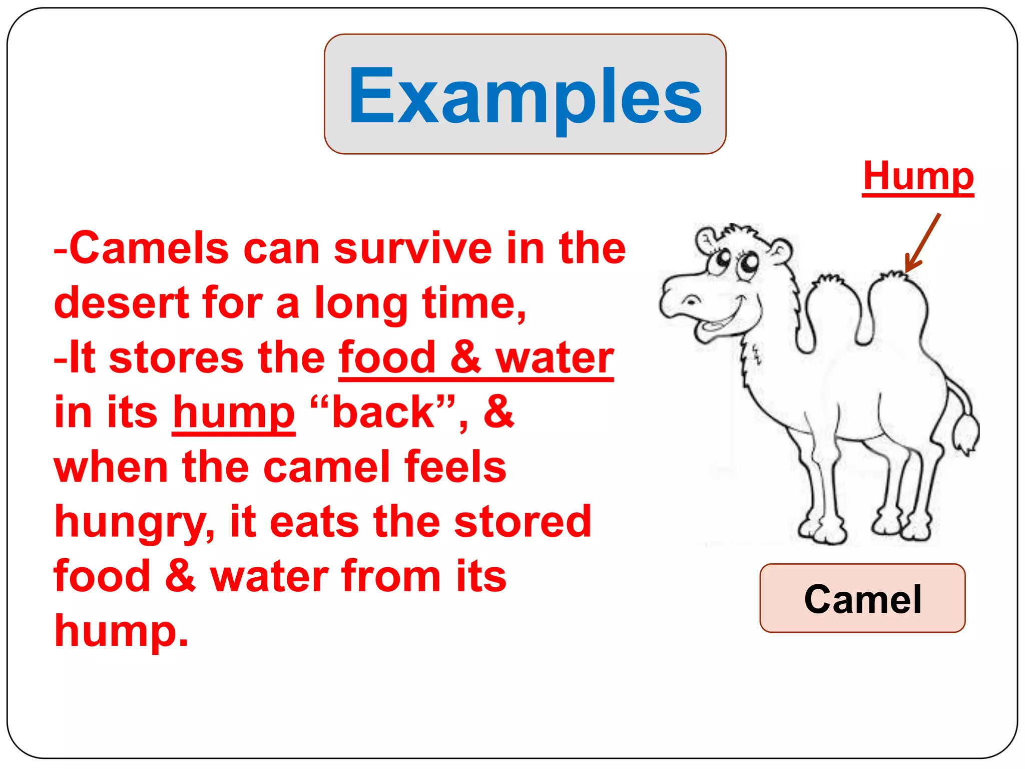 Examples
Hump

-Camels can survive in the
desert for a long time,
-It stores the food & water
in its hump “back”, &
when the camel feels
hungry, it eats the stored
food & water from its
hump.

Camel

 