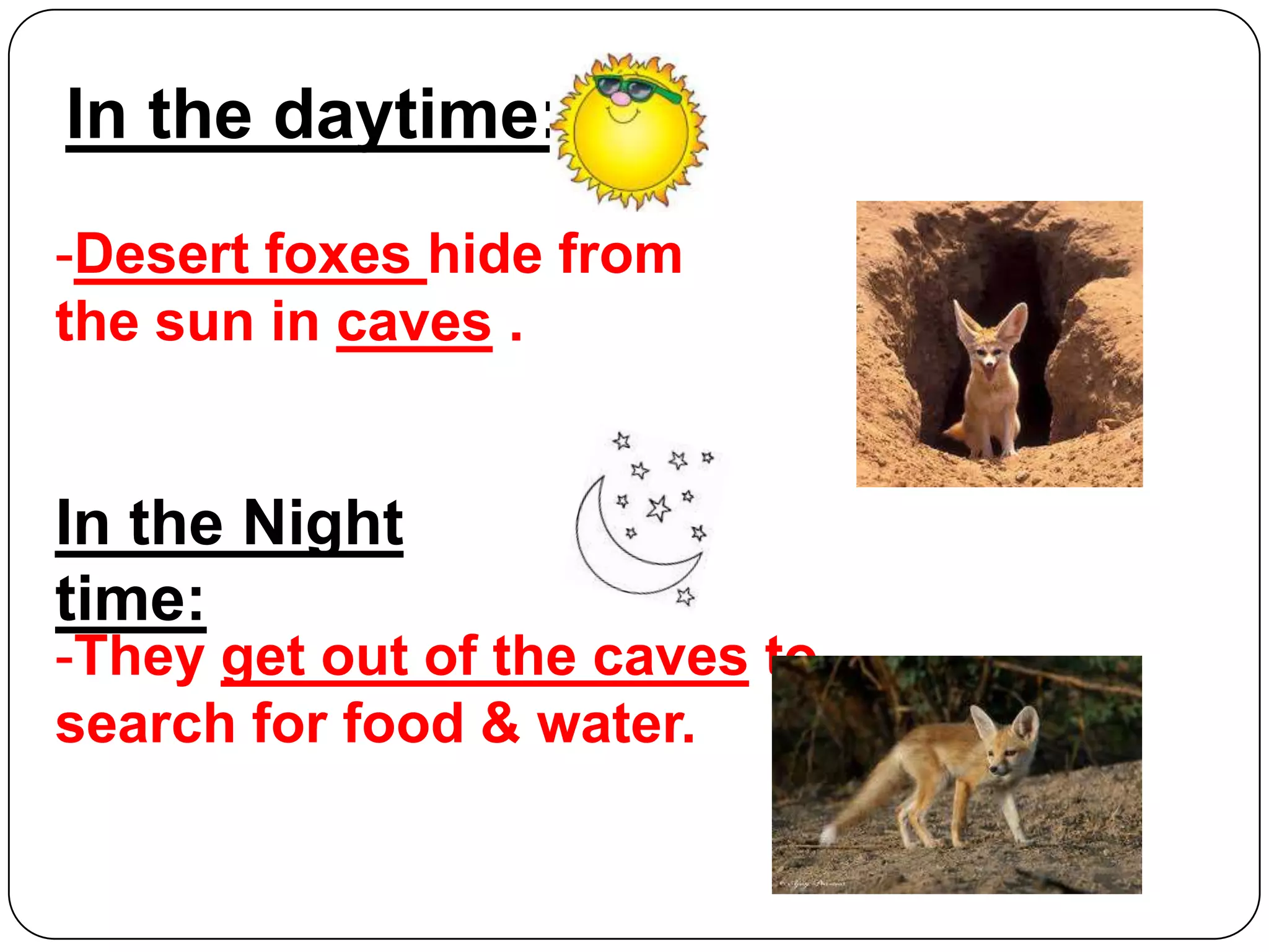 In the daytime:
-Desert foxes hide from
the sun in caves .

In the Night
time:
-They get out of the caves to
search for food & water.

 