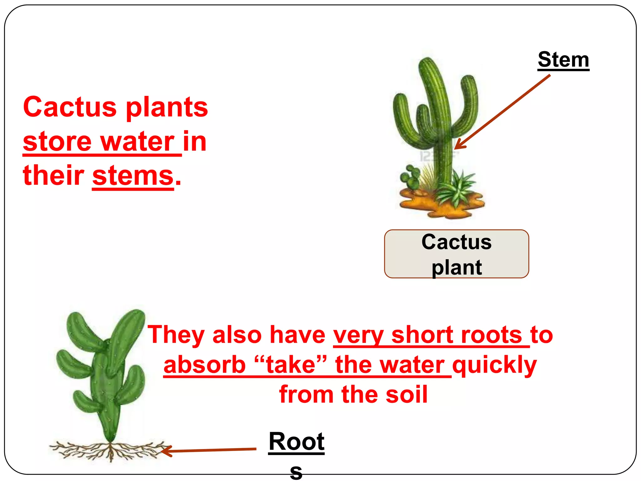 Stem

Cactus plants
store water in
their stems.
Cactus
plant

They also have very short roots to
absorb “take” the water quickly
from the soil
Root
s

 