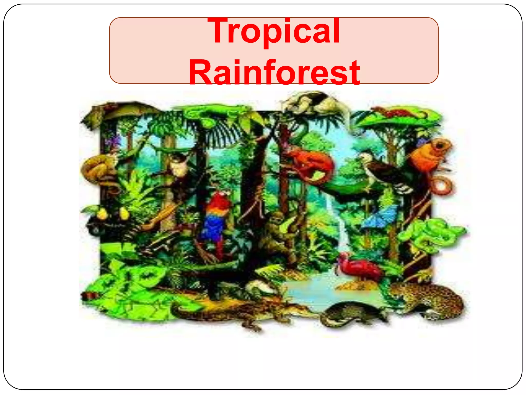 Tropical
Rainforest

 