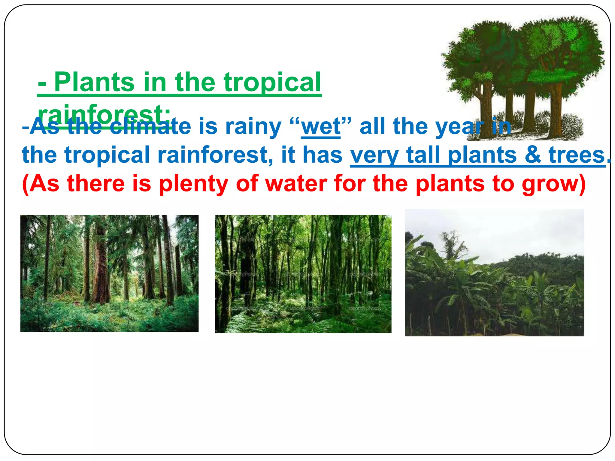 - Plants in the tropical
rainforest:
-As the climate is rainy “wet” all the year in
the tropical rainforest, it has very tall plants & trees.
(As there is plenty of water for the plants to grow)

 