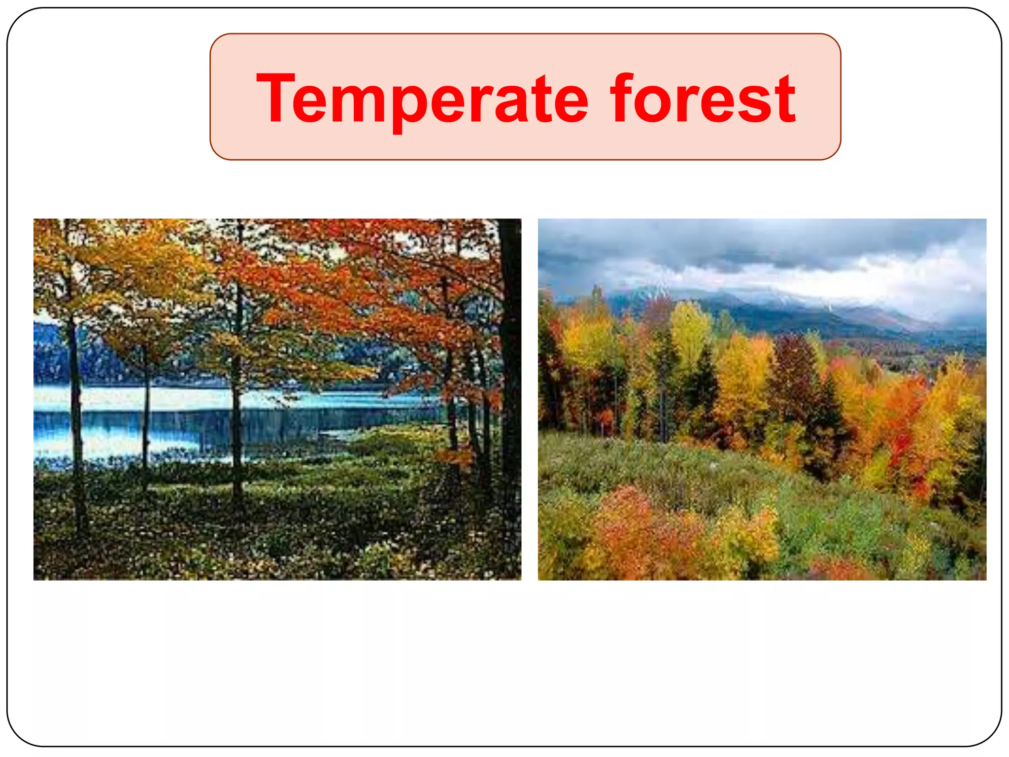 Temperate forest

 