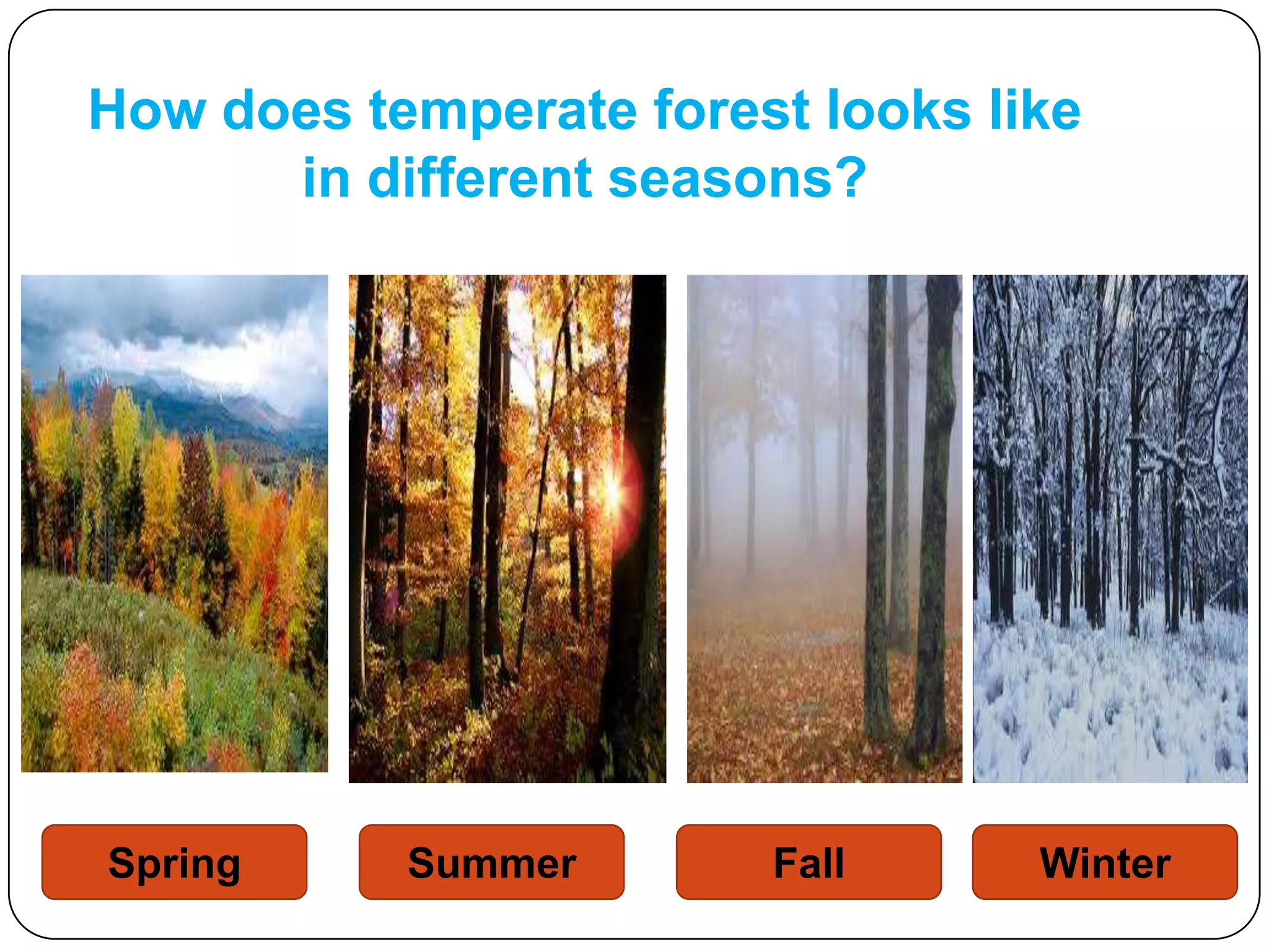 How does temperate forest looks like
in different seasons?

Spring

Summer

Fall

Winter

 