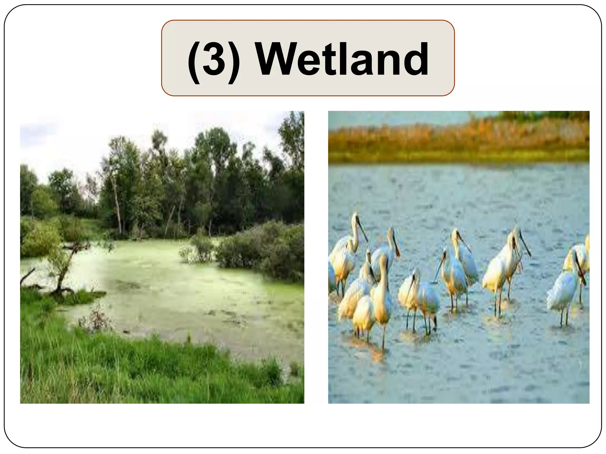 (3) Wetland

 