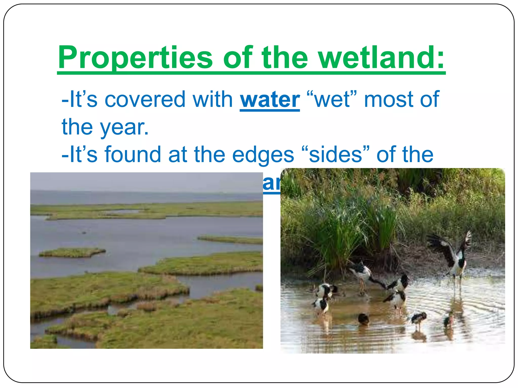 Properties of the wetland:
-It’s covered with water “wet” most of
the year.
-It’s found at the edges “sides” of the
rivers, lakes & oceans.

 