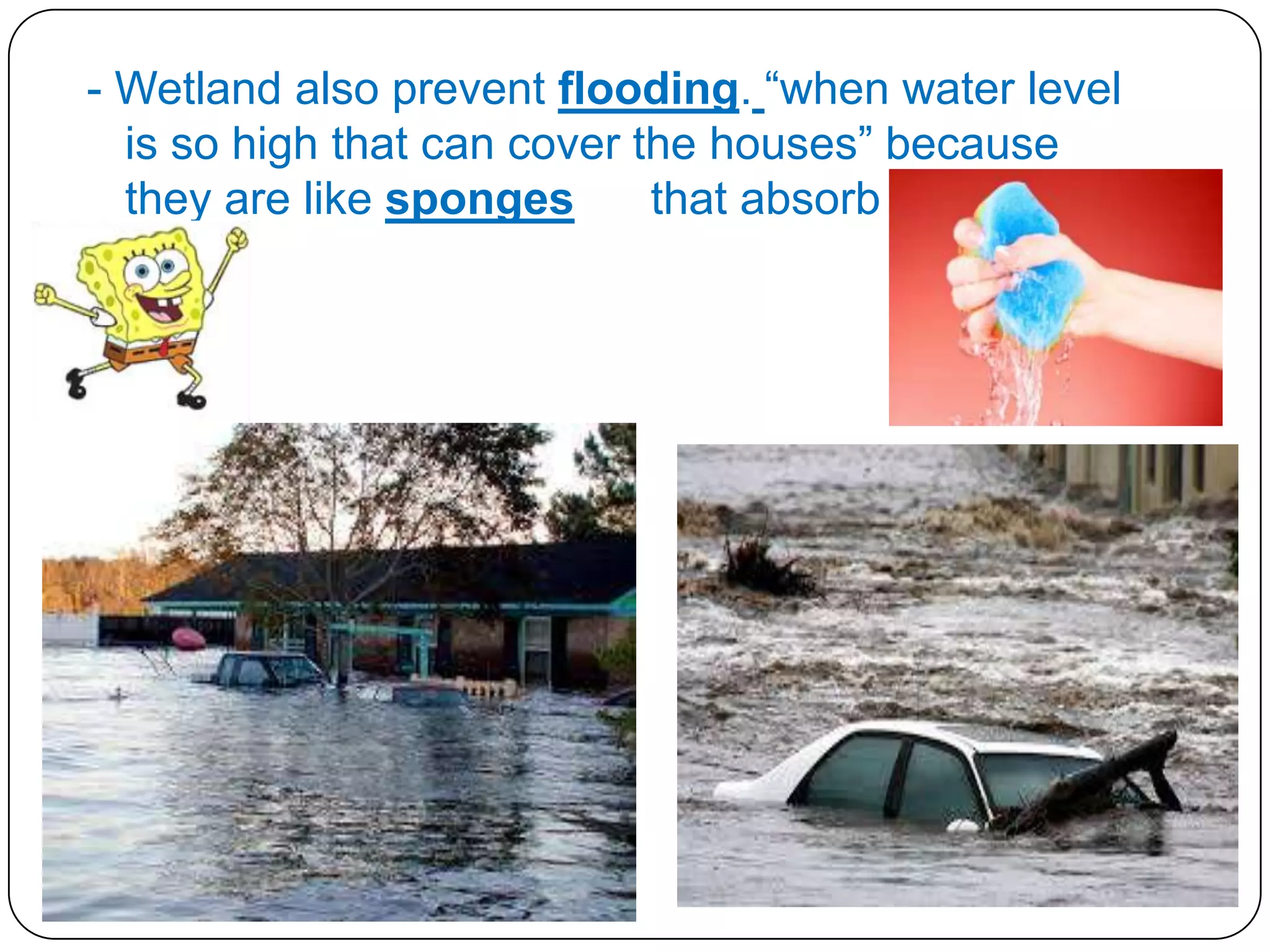 - Wetland also prevent flooding. “when water level
is so high that can cover the houses” because
they are like sponges
that absorb water.

 