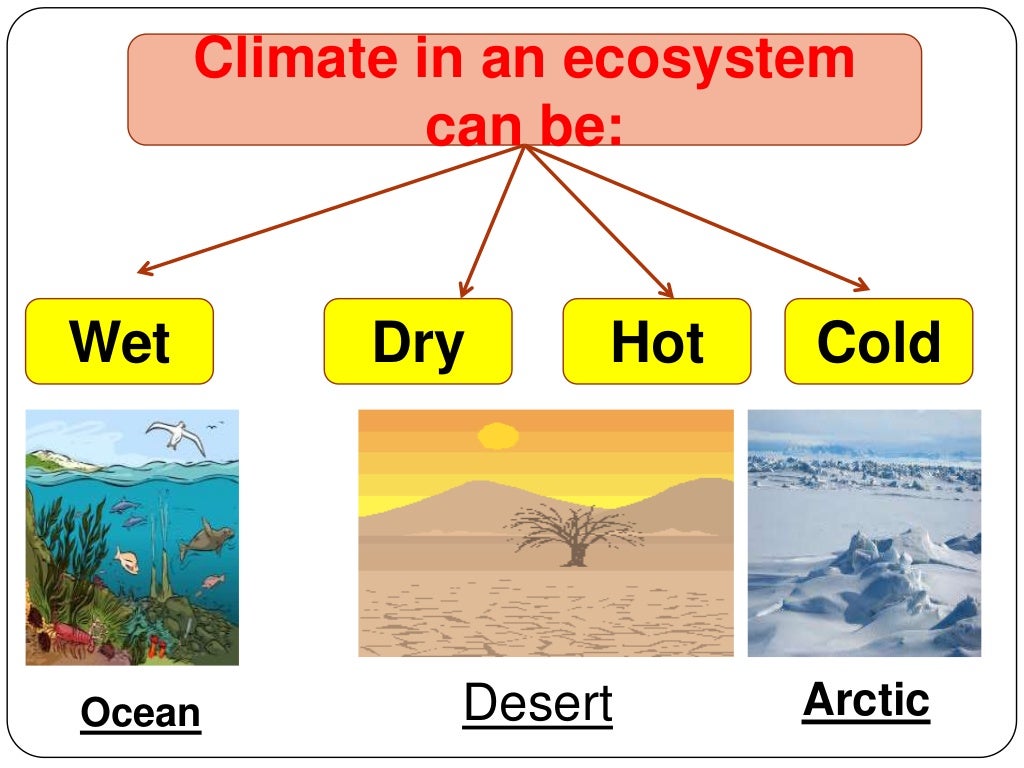 How do ecosystems compare