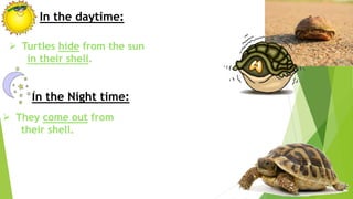 In the daytime:
In the Night time:
 Turtles hide from the sun
in their shell.
 They come out from
their shell.
 