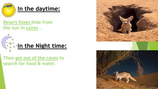 In the daytime:
Desert foxes hide from
the sun in caves .
In the Night time:
They get out of the caves to
search for food & water.
 