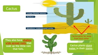 Cactus plants store
water in their stems.
They also have shallow
wide spread roots that
soak up the little rain
that falls.
Cactus
Cactus grow far away
from each other
 