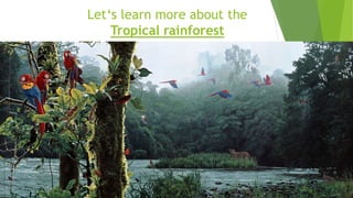 Let‘s learn more about the
Tropical rainforest
 