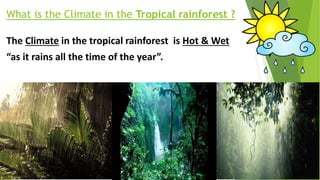 The Climate in the tropical rainforest is Hot & Wet
“as it rains all the time of the year”.
What is the Climate in the Tropical rainforest ?
 