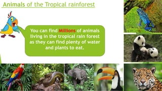 Animals of the Tropical rainforest
You can find Millions of animals
living in the tropical rain forest
as they can find plenty of water
and plants to eat.
 