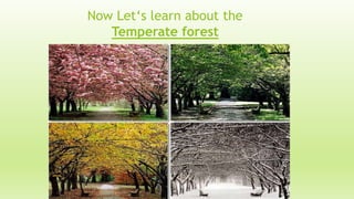 Now Let‘s learn about the
Temperate forest
 