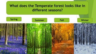 What does the Temperate forest looks like in
different seasons?
Spring Summer Fall Winter
 