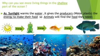 Why can you see more living things in the shallow
part of the ocean ?
 As Sunlight warms the water ,it gives the producers (Water plants) the
energy to make their food so Animals will find the food they need)
Energy Energy Energy
 