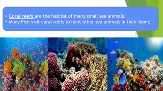 • Coral reefs are the habitat of many small sea animals.
• Many Fish visit coral reefs to hunt other sea animals in their home.
 